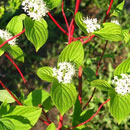 Декоративные деревья и кустарники